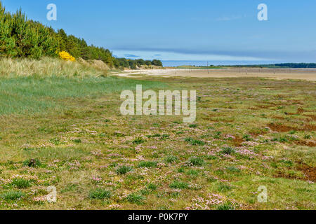 CULBIN STRAND Moray in Schottland SANDSTRAND gelbe Ginster und Meer Gras auf einer Düne und ROSA MEER SPARSAMKEIT Blumen auf SHORELINE Stockfoto