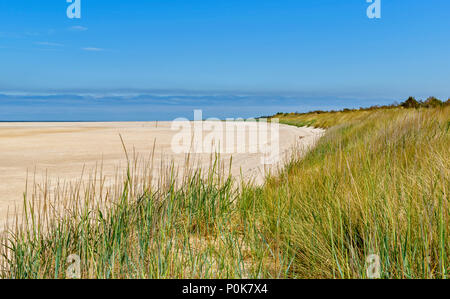 CULBIN STRAND Moray in Schottland Sanddünen bedeckt mit SEEGRAS oder MARRAM und kilometerlangen Sandstrand Stockfoto