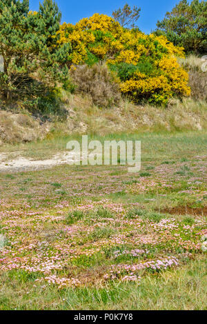 CULBIN STRAND Moray in Schottland gelbe Ginster und Meer Gras auf einer Düne UND MASSEN VON ROSA MEER SPARSAMKEIT Blumen auf SHORELINE Stockfoto