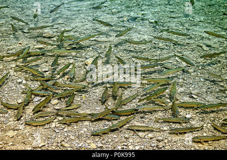 Forellen Schwimmen im seichten Wasser Stockfoto