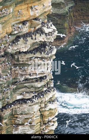 Gemeinsame Trottellummen (Uria aalge) und die Dreizehenmöwe (Rissa tridactyla) in Kolonie auf Felsen Felsen, Duncansby Head, Caithness, Schottland, Großbritannien Stockfoto