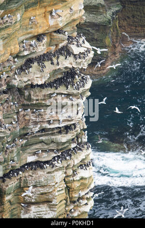 Gemeinsame Trottellummen (Uria aalge) und die Dreizehenmöwe (Rissa tridactyla) in Kolonie auf Felsen Felsen, Duncansby Head, Caithness, Schottland, Großbritannien Stockfoto