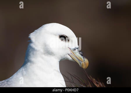 Nahaufnahme einer nördlichen Eissturmvogel (Fulmarus glacialis) ruhen auf den Klippen, Dunnett Kopf, Caithness, Schottland, Großbritannien Stockfoto