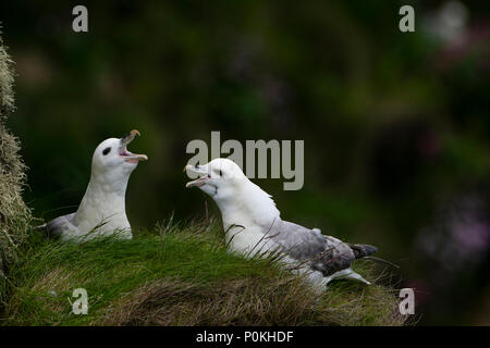 Die eissturmvögel Fulmarus glacialis (Norden) auf Nährboden, Dunnett Kopf, Caithness, Schottland, Großbritannien Stockfoto