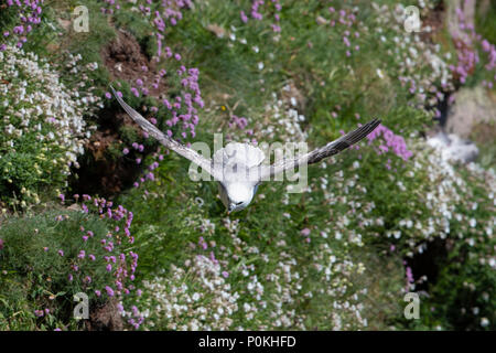 Eine nördliche Eissturmvogel (Fulmarus glacialis) im Flug über flowring Steilküsten, Duncansby Head, Caithness, Schottland, Großbritannien Stockfoto