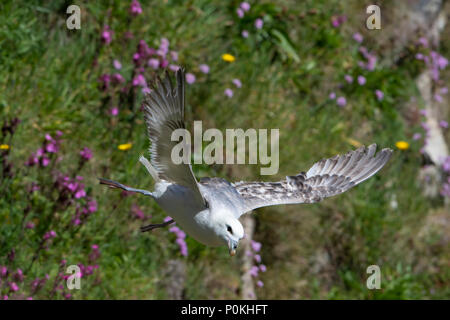 Eine nördliche Eissturmvogel (Fulmarus glacialis) im Flug über flowring Steilküsten, Duncansby Head, Caithness, Schottland, Großbritannien Stockfoto