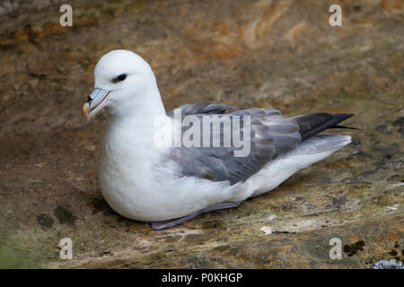 Nahaufnahme einer nördlichen Eissturmvogel (Fulmarus glacialis) ruhen auf den Klippen, Dunnett Kopf, Caithness, Schottland, Großbritannien Stockfoto