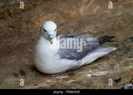 Nahaufnahme einer nördlichen Eissturmvogel (Fulmarus glacialis) ruhen auf den Klippen, Dunnett Kopf, Caithness, Schottland, Großbritannien Stockfoto