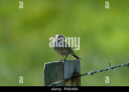 Wiesenpieper, Anthus pratensis, auf einen Post mit Insekt bei Duncansby Head, Wick, Schottland, UK Stockfoto