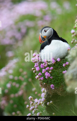 Papageitaucher (Atlantik), Fratercula arctica, auf einer Klippe, unter Sparsamkeit bei dunnett Kopf, Caithness, Highlands, Schottland, UK Stockfoto