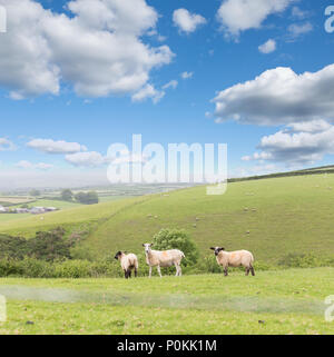 Idillic Landschaft mit Schafen, Lämmer, ram auf einer perfekt saftig grünen Rasen, Felder und Hügel in der Nähe von Meer, Cornwall, England, Vereinigtes Königreich Stockfoto