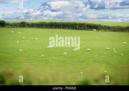 Idillic Landschaft mit Schafen, Lämmer, ram auf einer perfekt saftig grünen Rasen, Felder und Hügel in der Nähe von Meer, Cornwall, England, Vereinigtes Königreich Stockfoto