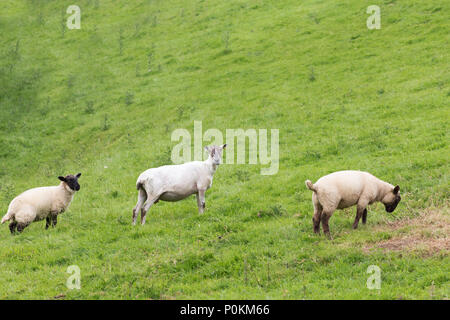 Idillic Landschaft mit Schafen, Lämmer, ram auf einer perfekt saftig grünen Rasen, Felder und Hügel in der Nähe von Meer, Cornwall, England, Vereinigtes Königreich Stockfoto