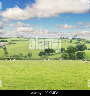 Idillic Landschaft mit Schafen, Lämmer, ram auf einer perfekt saftig grünen Rasen, Felder und Hügel in der Nähe von Meer, Cornwall, England, Vereinigtes Königreich Stockfoto