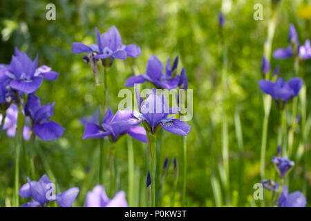 Iris pumila ea Schatten" in Blüte. Stockfoto
