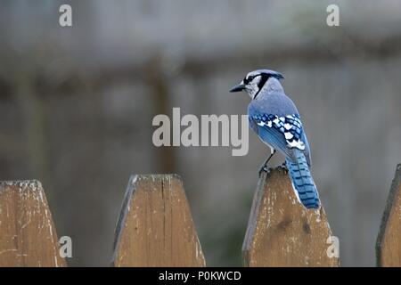 Bluejay thront auf einem Zaun Stockfoto