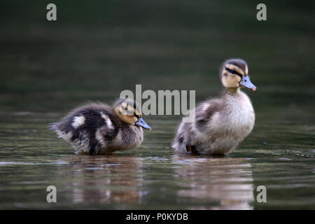 Ein Paar der netten Stockente Entenküken im seichten Wasser in der Nähe der Kante von einem Teich ruhen. Stockfoto