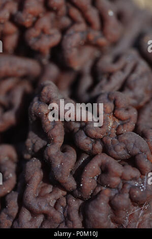 In der Nähe von gyromitra Pilze twisty Oberfläche Stockfoto