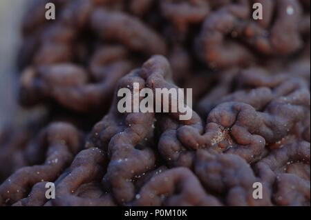 In der Nähe von gyromitra Pilze twisty Oberfläche Stockfoto