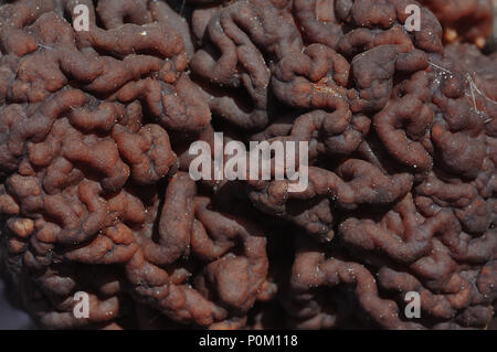 In der Nähe von gyromitra Pilze twisty Oberfläche Stockfoto