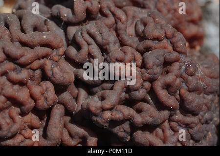 In der Nähe von gyromitra Pilze twisty Oberfläche Stockfoto