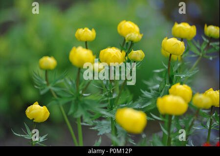 Globeflowers auf grünen Blumenbeet Stockfoto