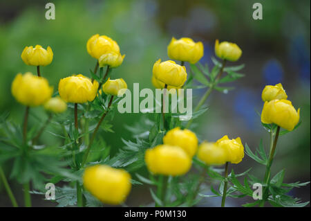 Globeflowers auf grünen Blumenbeet Stockfoto