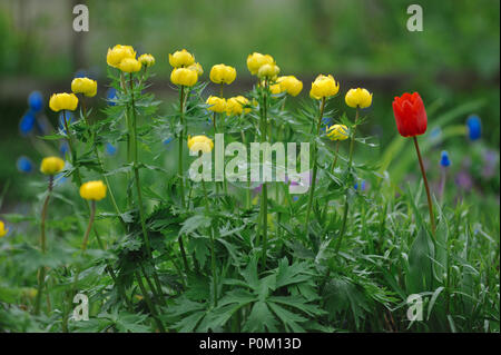 Globeflowers auf grünen Blumenbeet Stockfoto