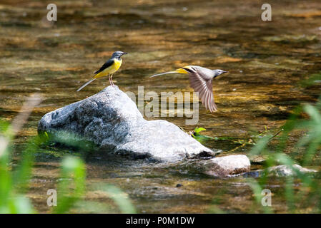 Gebirgsstelze nehmen an den Flügel Stockfoto