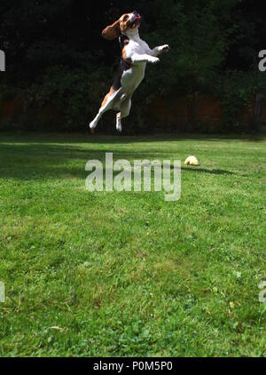 Beagle springen in Garten Stockfoto