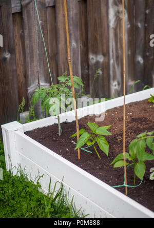 Wachsende Tomaten und Paprika Pflanzen in einem weißen angehoben Bett im Garten gepflanzt. Unterstützt von Bambus trellis und Garten Garn (String). Stockfoto