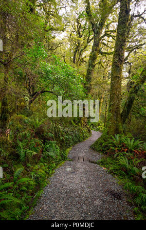 Anschluss am Lake Marian fallen in den Fiordland National Park, Milford Sound, Neuseeland Stockfoto