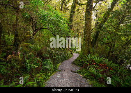 Anschluss am Lake Marian fallen in den Fiordland National Park, Milford Sound, Neuseeland Stockfoto