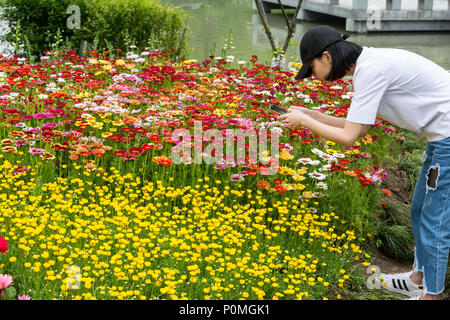 Yangzhou, Jiangsu, China. Junge chinesische Frau Fotografieren Gerbera Daisies in den Schmalen West Lake Park. Stockfoto