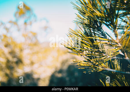 Tannennadeln in der Natur an einem sonnigen Tag Stockfoto