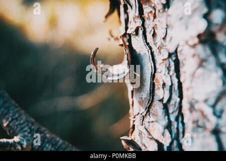 Makro Foto von der Rinde von Kiefern Trunk in der Natur Stockfoto