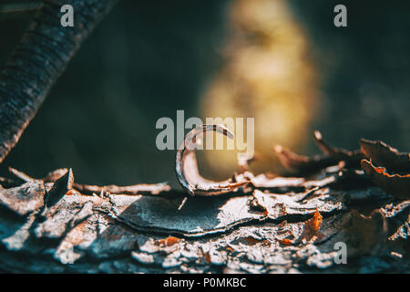 Makro Foto von der Rinde von Kiefern Trunk in der Natur Stockfoto