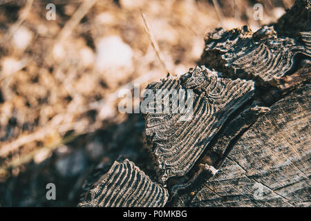 Detail der Rinde von einem Baumstamm in der Natur Stockfoto