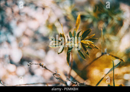 Daphne gnidium Blätter in der Natur Stockfoto