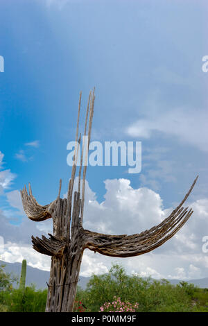 Silhouette einer Saguaro Kaktus Skelett gegen den Sommerhimmel in Tucson, AZ Stockfoto