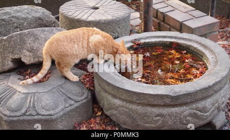 Kaffee Verkostung durch eine Ginger cat Stockfoto