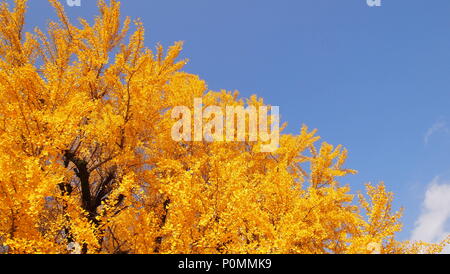 Goldene Blätter des Ginkgo Bäume in den Nishi Honganji, Kyoto, Japan Stockfoto