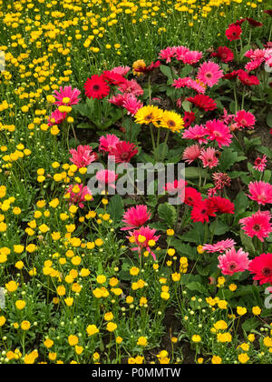 Yangzhou, Jiangsu, China. Die gerbera Daisies, schlanke West Lake Park. Stockfoto