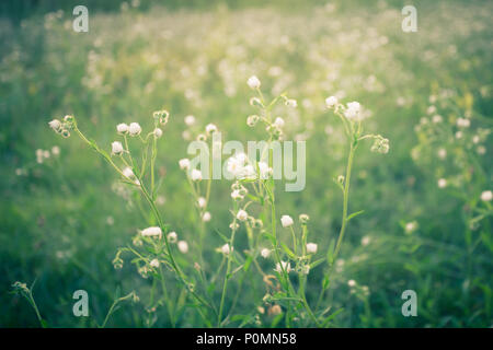 Natur Bild mit zarten weißen Blüten auf einer Wiese mit Wildblumen Stockfoto