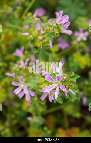 Hollyhock Anlage mit Blumen, comun Namen Malve, wissenschaftlicher Name Alcea Rosea L. Stockfoto