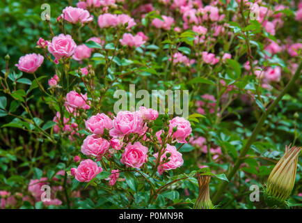 Schöne rosa Rosen Blumen in einem Garten Stockfoto