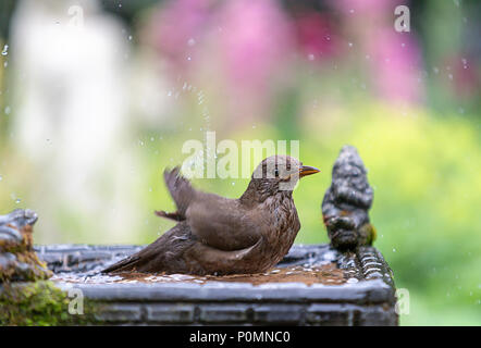 09 Juni 2018 - Weibliche amsel Spritzer in einem Garten Vogelbad während einer Hitzewelle Wetter Stockfoto