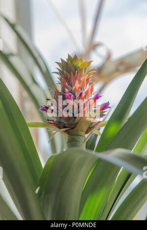 Wunderschön blühende Ananas Bush mit grünen Blättern in einem Gewächshaus Stockfoto