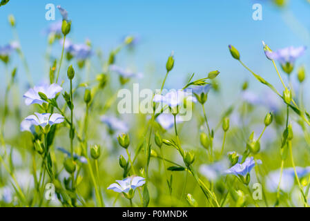 Blaue Blumen von Flachs in ein Feld gegen den blauen Himmel, im Sommer, Nahaufnahme, geringe Tiefenschärfe Stockfoto