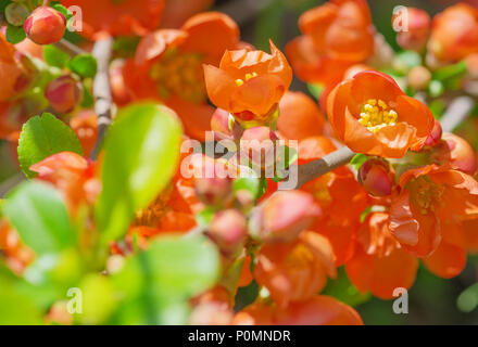 Viele rote Blumen der Chaenomeles japonica Close-up in a Spring Garden in den frühen Morgenstunden Stockfoto